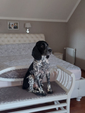 mislivskii-spanijel-oxotnicii-spaniel-big-7