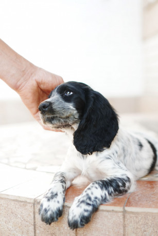 mislivskii-spanijel-oxotnicii-spaniel-big-1