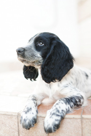 mislivskii-spanijel-oxotnicii-spaniel-big-5