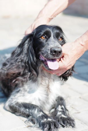 mislivskii-spanijel-oxotnicii-spaniel-big-6