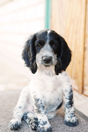 mislivskii-spanijel-oxotnicii-spaniel-big-2