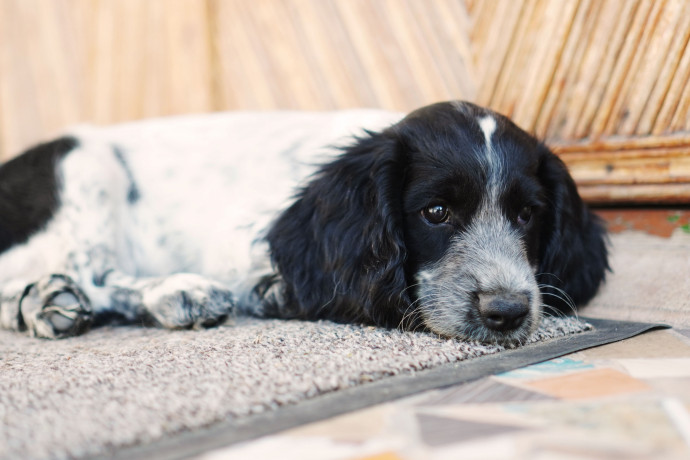 mislivskii-spanijel-oxotnicii-spaniel-big-3