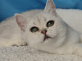 britanskie-kotiata-sinsiliata-small-0