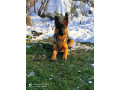 cuceniata-nimeckoyi-vivcarki-rozplidnik-small-7
