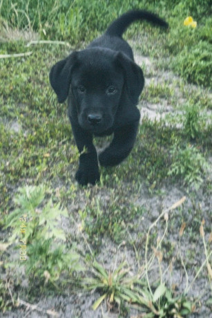 labradori-z-dokumentami-ksu-big-1