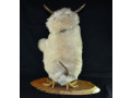 volpertinger-wolpertinger-small-5