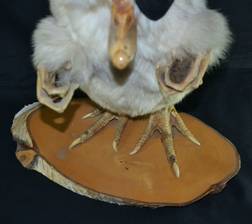 volpertinger-wolpertinger-big-1