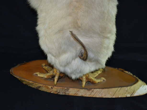 volpertinger-wolpertinger-big-4