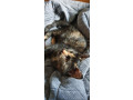 viddam-koseniat-ternopil-kicia-ta-kit-3-mis-small-1