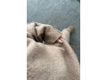 kostium-oversiz-bukle-tureccina-small-3