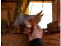 belka-kupit-small-1
