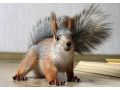 belka-kupit-small-0