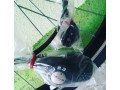 velo-koleso-zadnee-na-dvoinom-obode-na-planetarnoi-vtulke-shimano-nexus-inter-3-small-3