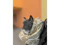 goluboi-francuzskii-buldog-devocka-kiev-small-1