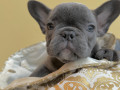 goluboi-francuzskii-buldog-devocka-kiev-small-0