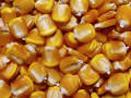 kukurudza-dn-korund-fao-230-urozai-2023-small-0