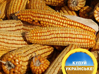 Кукурудза ДН Пивиха, ФАО 190, врожай 2024