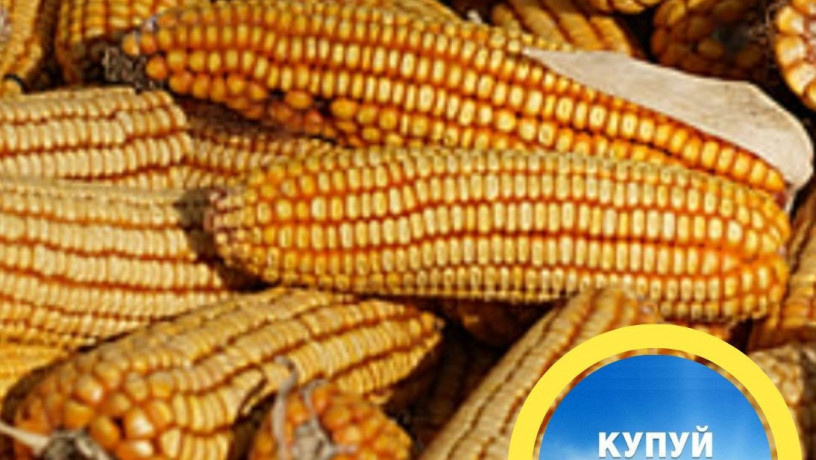 kukurudza-dn-pivixa-fao-190-vrozai-2024-big-0