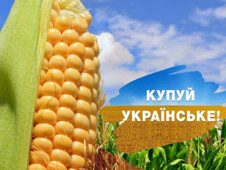 Кукурудза Дніпровський 181 СВ, ФАО 180, урожай 2024