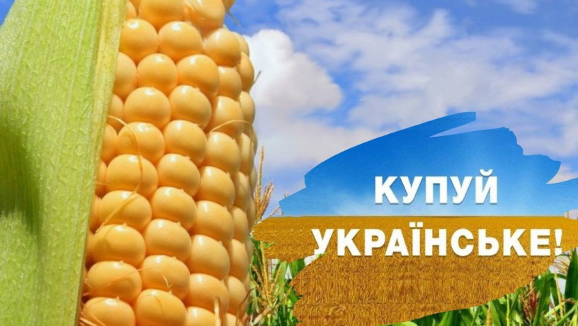 kukurudza-dniprovskii-181-sv-fao-180-urozai-2024-big-0