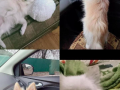 spic-divcinka-nedorogo-small-0