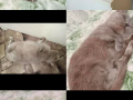 britanska-kiska-nedorogo-small-0