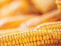 nasinnia-kukurudzi-db-xotin-fao-280-small-0