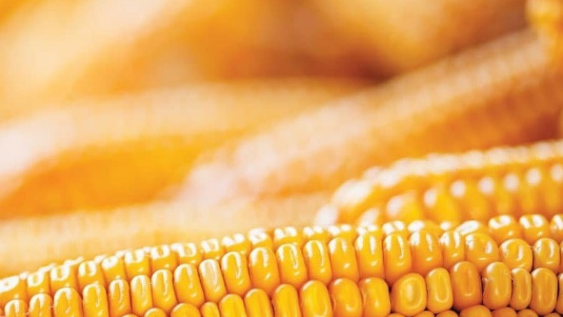 nasinnia-kukurudzi-db-xotin-fao-280-big-0