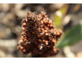 nasinnia-zernovogo-sorgo-anggi-125-dniv-small-0