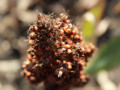 nasinnia-zernovogo-sorgo-anggi-125-dniv-small-0