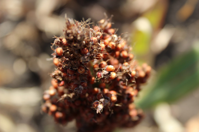 nasinnia-zernovogo-sorgo-anggi-125-dniv-big-0