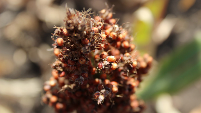 nasinnia-zernovogo-sorgo-anggi-125-dniv-big-0