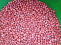 nasinnia-zernovogo-sorgo-zuni-65-80-dniv-small-0