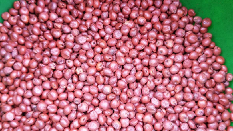 nasinnia-zernovogo-sorgo-zuni-65-80-dniv-big-0