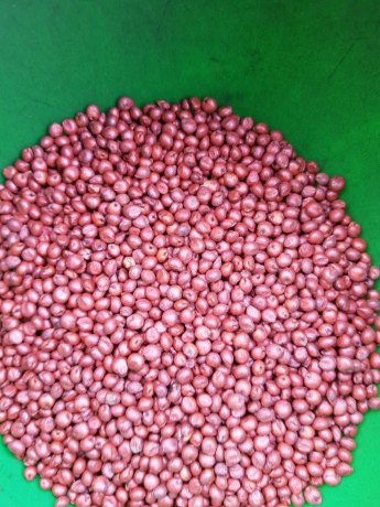 nasinnia-zernovogo-sorgo-zuni-65-80-dniv-big-0
