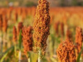 nasinnia-zernovogo-sorgo-keito-115-125-dniv-small-0