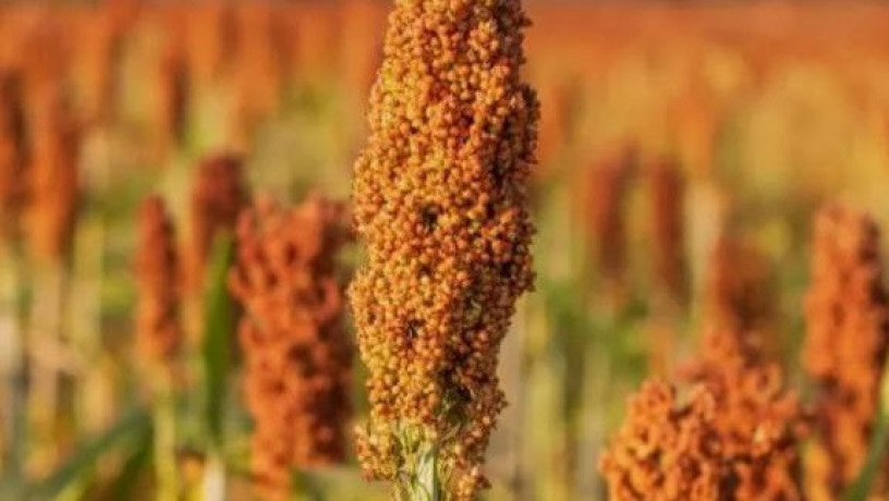 nasinnia-zernovogo-sorgo-keito-115-125-dniv-big-0