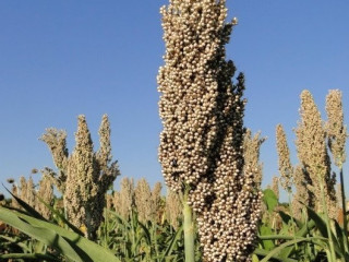Насіння сорго зернового Milo W, 100-115 днів
