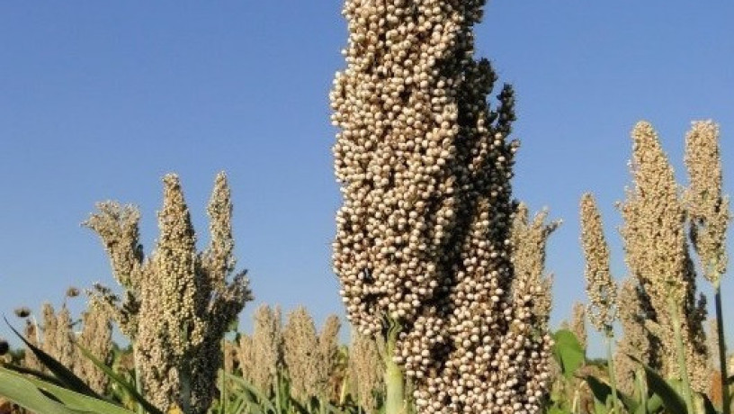 nasinnia-sorgo-zernovogo-milo-w-100-115-dniv-big-0