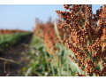 nasinnia-zernovogo-sorgo-oggana-105-115-dniv-small-0