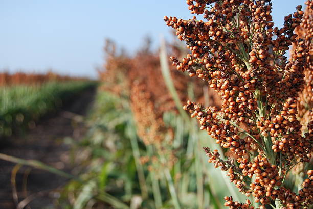 nasinnia-zernovogo-sorgo-oggana-105-115-dniv-big-0