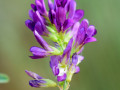 liucerna-serednyopiznia-sort-nadiia-omagnicena-small-0
