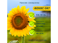 nasinnia-gibridu-soniasnika-feniks-or7-vid-ukrayinskoyi-selekciyi-nk-gran-small-0