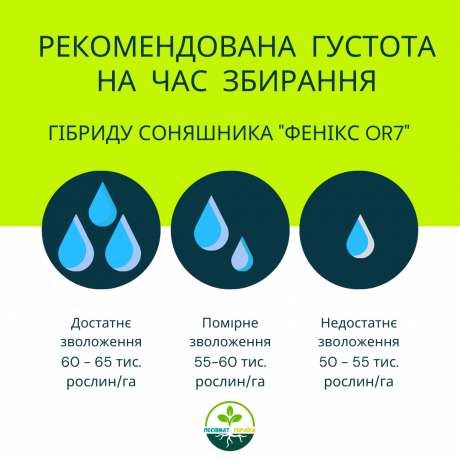 nasinnia-gibridu-soniasnika-feniks-or7-vid-ukrayinskoyi-selekciyi-nk-gran-big-2