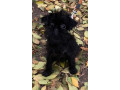 prodam-shhenkov-affenpincera-small-1