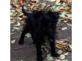 prodam-shhenkov-affenpincera-small-6