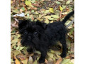 prodam-shhenkov-affenpincera-small-5
