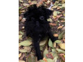 prodam-shhenkov-affenpincera-small-3