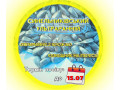 soniasnik-sortovii-sinelnikivskii-ultrarannii-sur-75-80-dniv-standart-small-0