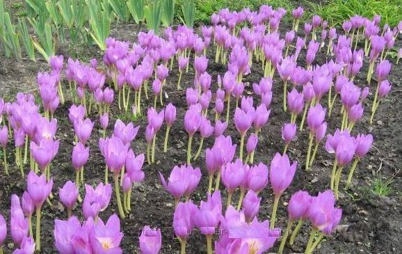 krokus-osinnii-kolxikum-cibulini-big-2